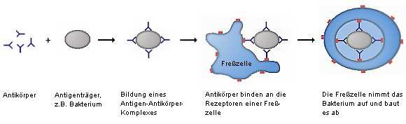 Darstellung Antikörper