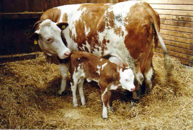 erste Muttermilch